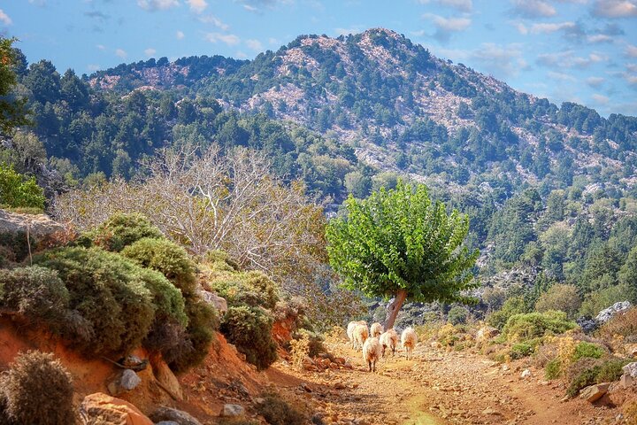 Paths of Old Cretan Life. Private tour from Chania. - Image 2