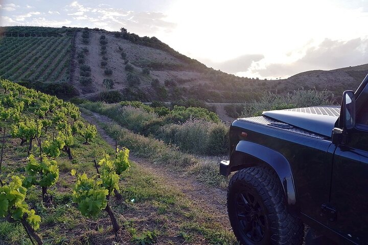 Private Exclusive Manousakis Winery and Vineyard Tour in Chania - Image 1