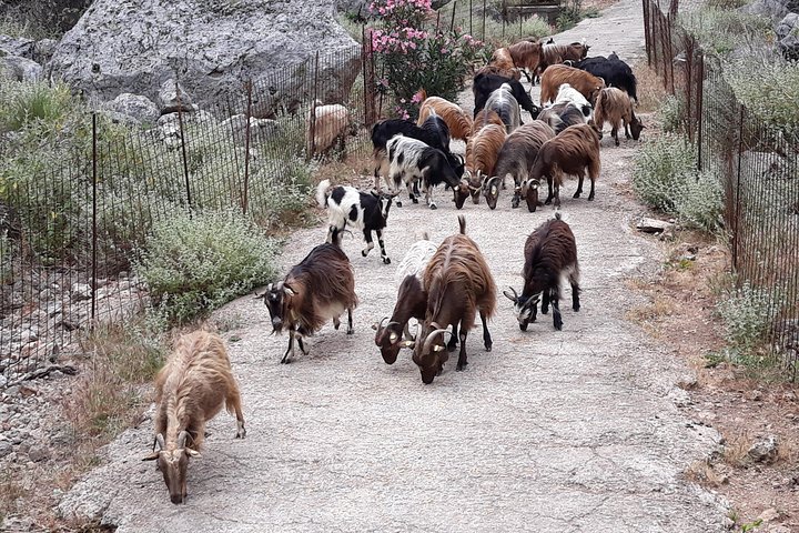 Private - Jeep Safari Tour with Lunch and Tastings - Image 3
