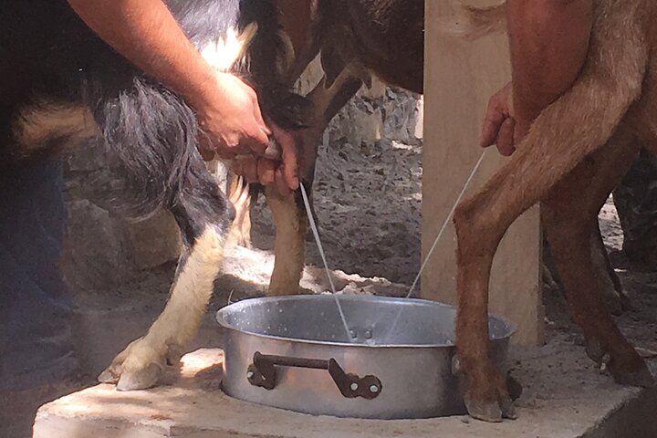 RTH01. Explore Shepherd’s Hut and Cheese Making Process - Image 2