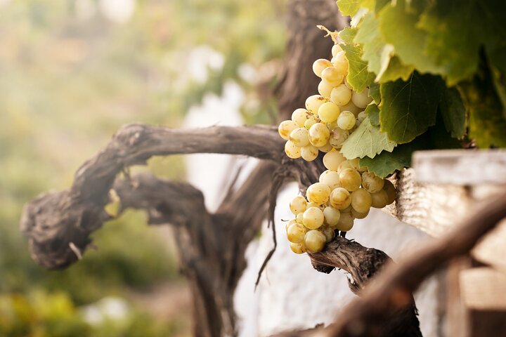 Santorini Wine Tasting Tour  - Image 2