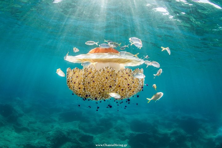 Try Scuba in Crete (For beginners) - Image 4
