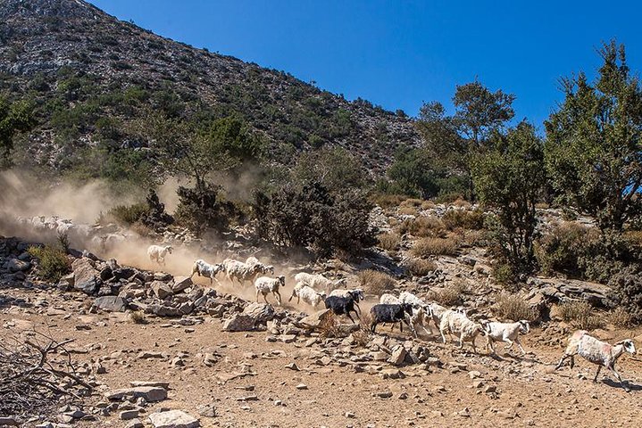 White Mountains - Semi Private Safari Tour with Tastings & Lunch - Image 4