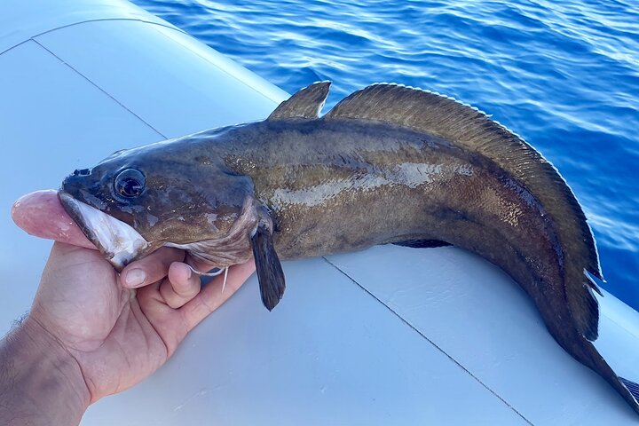 FISHING TOUR to Brac and Solta island - half day fishing experience - Image 5