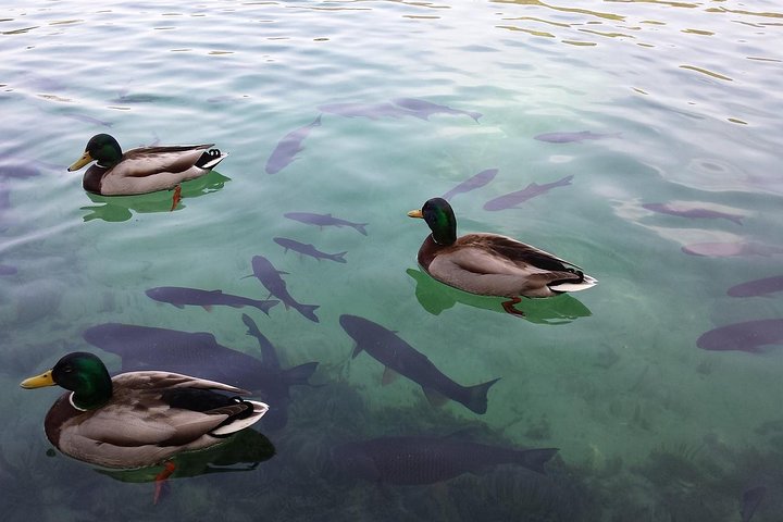 From Split Airport to Plitvice Lakes (Round trip) - Image 2