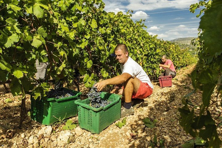 Private Tour: Exclusive wine tasting & Krka Waterfalls from Split and Trogir - Image 3