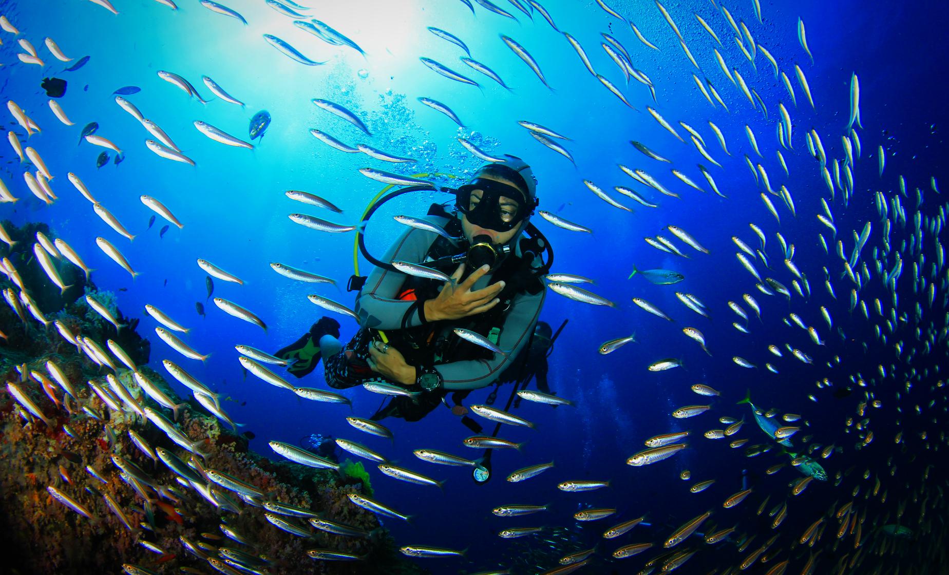 Certified Grenada One Tank Dive - Image 1