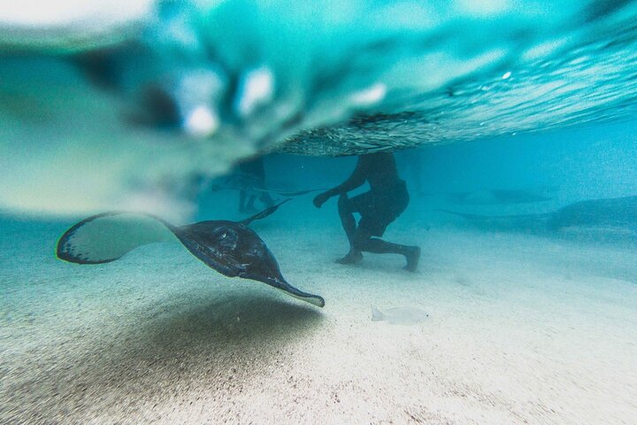 3-Hour Snorkeling Activity in Stingray City - Image 4