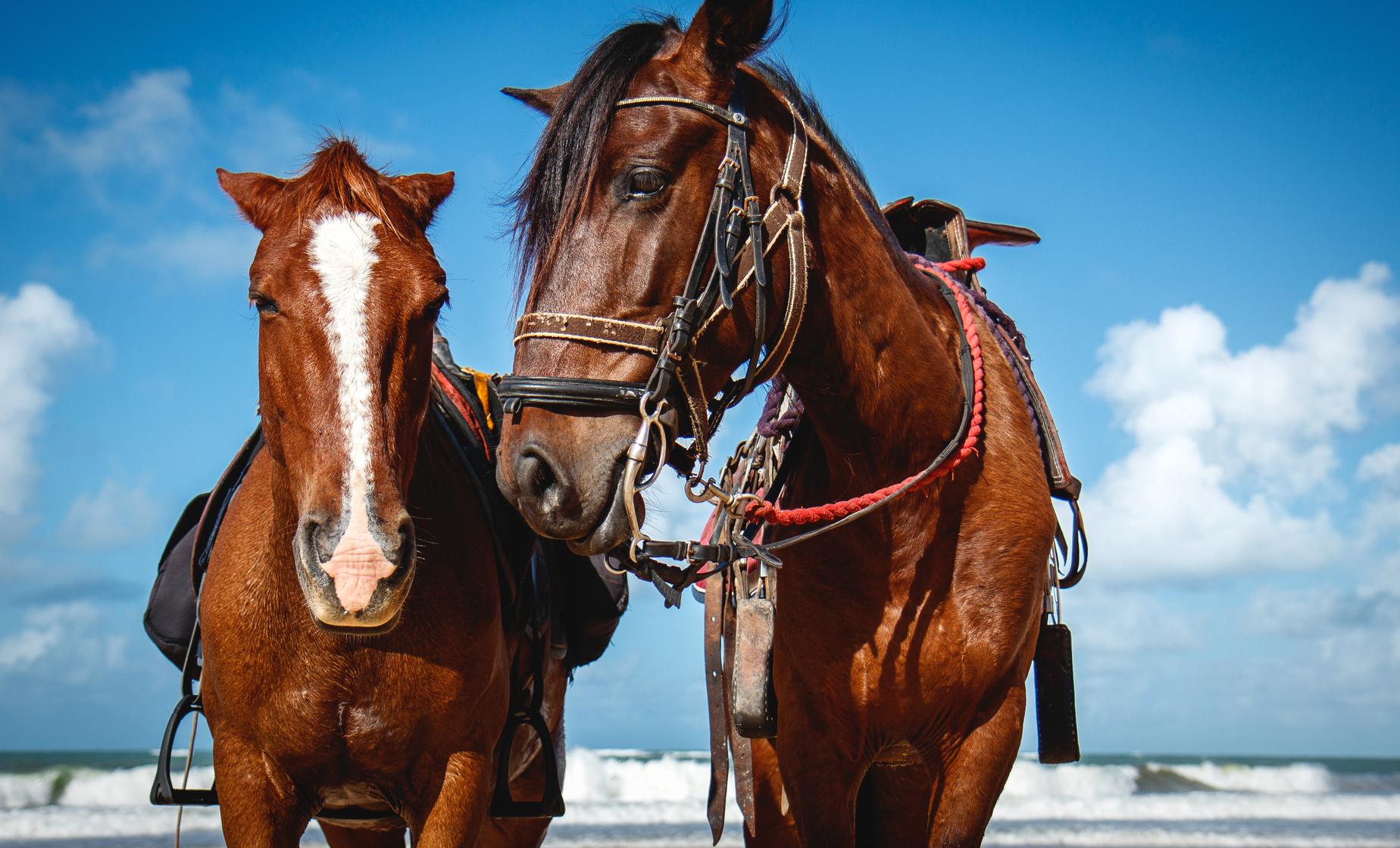 Antigua Beach by Horseback - Image 1