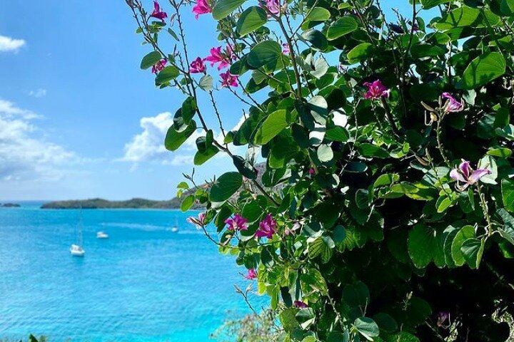 Antigua VIP Tours - Platinum Group Tour  - Image 5