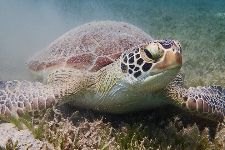 Turtle Beach Power Snorkeling Adventure - Image 3