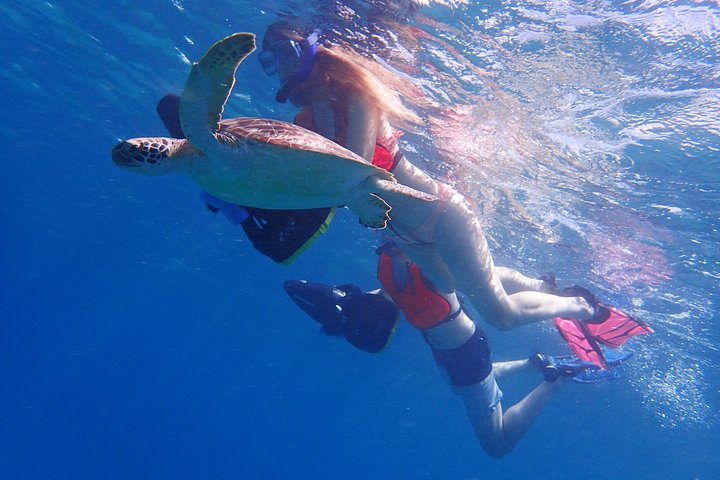 Turtle Beach Power Snorkeling Adventure - Image 4
