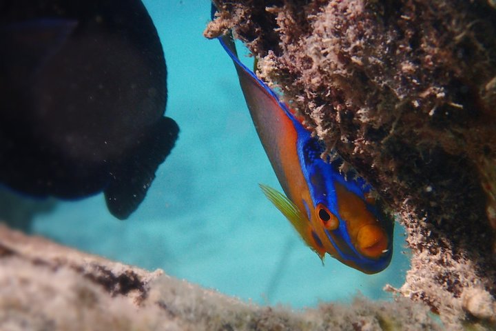Under the Sea - Reef Exploration (Snorkel Tour) - Image 1