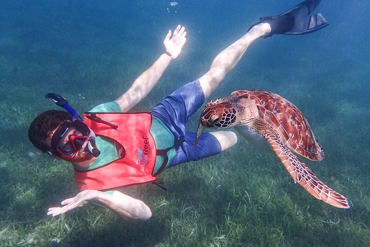 Under the Sea - Reef Exploration (Snorkel Tour) - Image 3