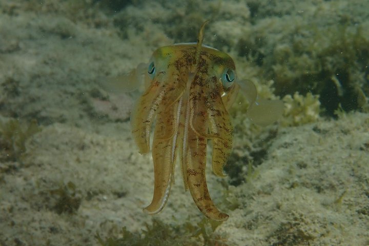 Under the Sea - Reef Exploration (Snorkel Tour) - Image 5