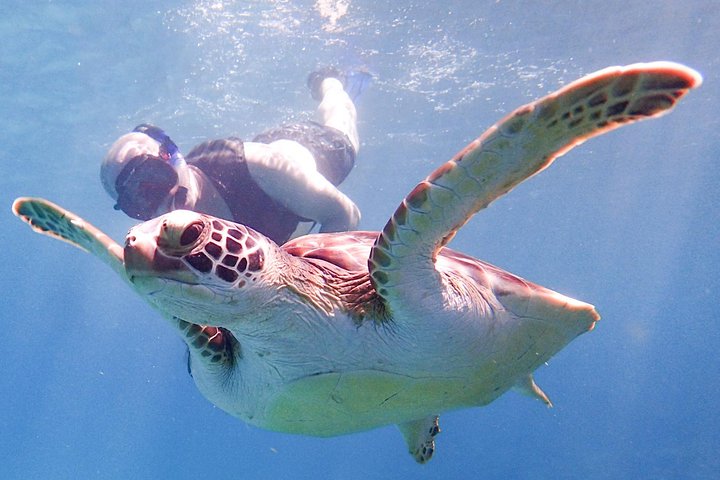 Under the Sea - Reef Exploration (Snorkel Tour) - Image 2