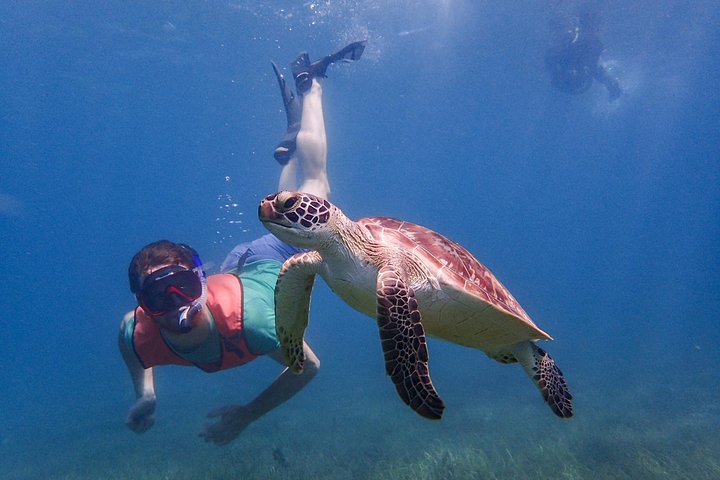 Under the Sea - Reef Exploration (Snorkel Tour) - Image 4
