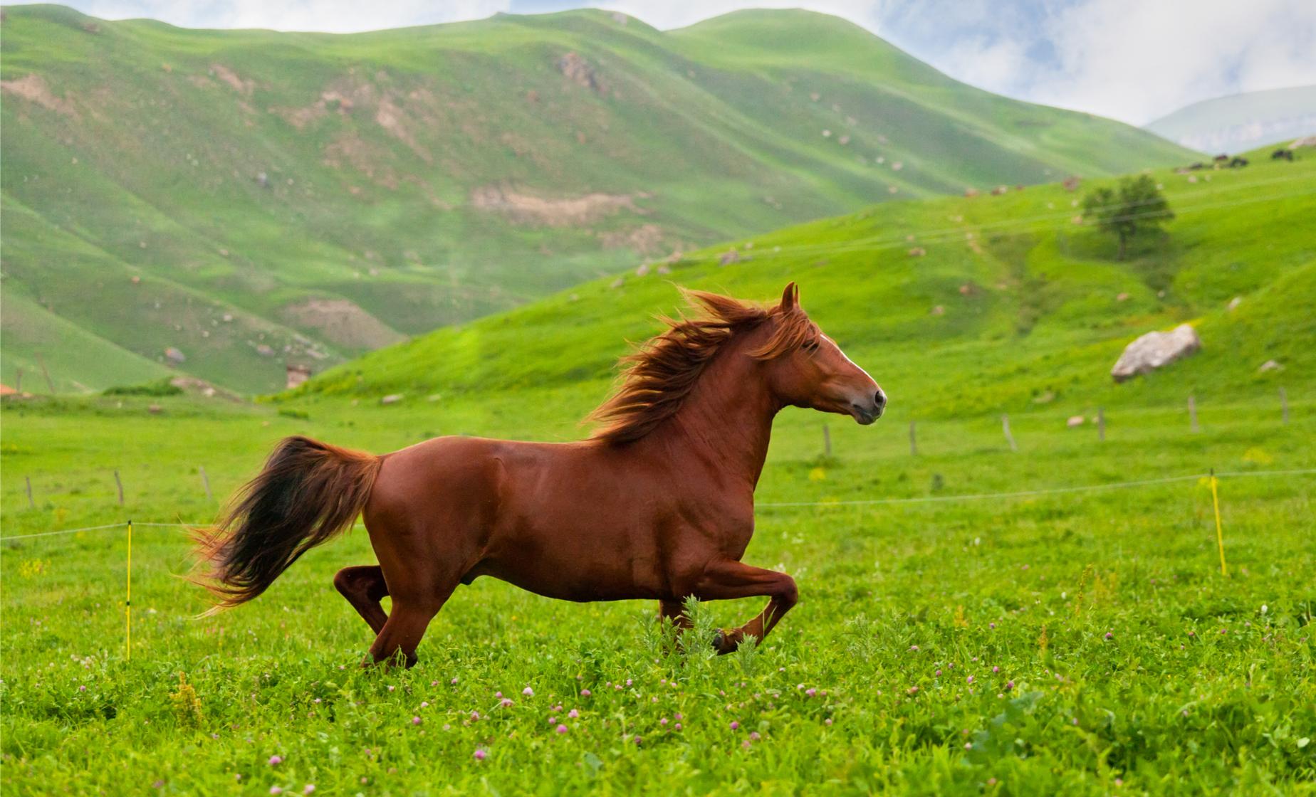 Countryside, Vikings and Icelandic Horse Farm - Image 1