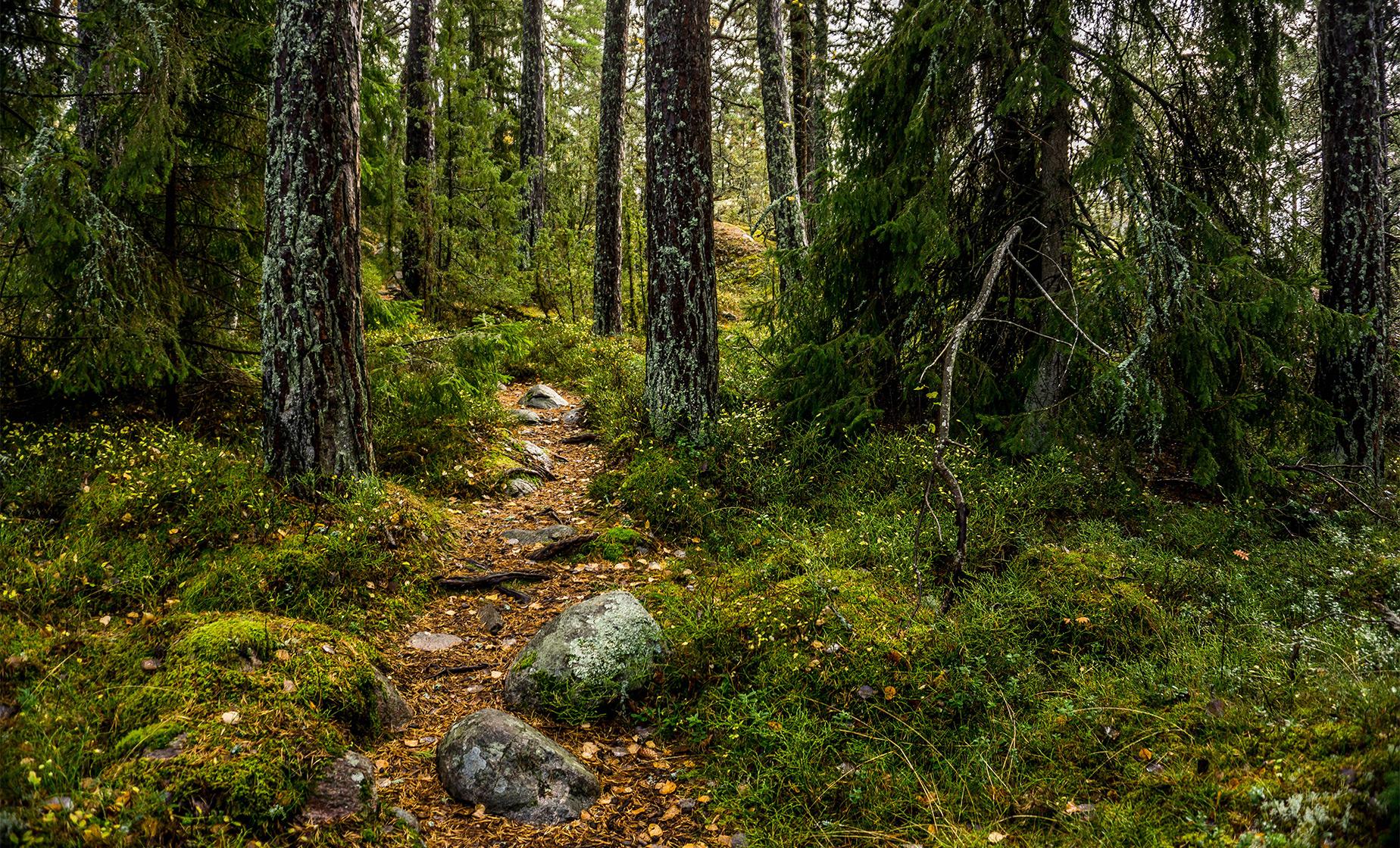 Stockholm Off Trail Nature Hike - Image 1