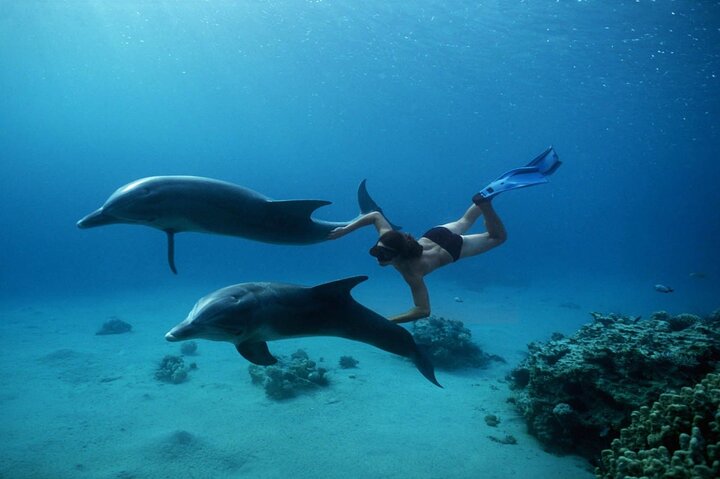 Dolphins House Snorkeling Tour Hurghada  - Image 4