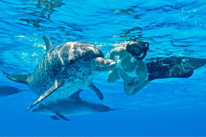 Dolphins House Snorkeling Tour Hurghada  - Image 2