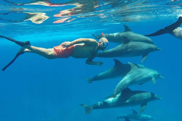Dolphins House Snorkeling Tour Hurghada  - Image 3