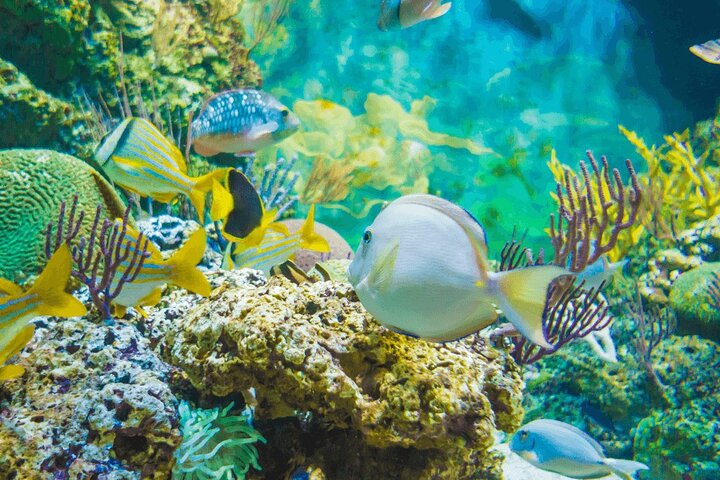 From Hurghada: Sharm El Naga Full-Day Snorkeling Tour - Image 4