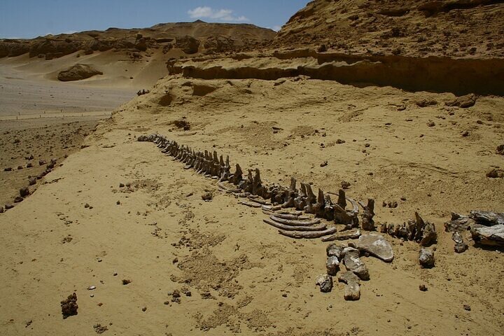 Private Day Tour to El Fayoum Oasis - Image 4