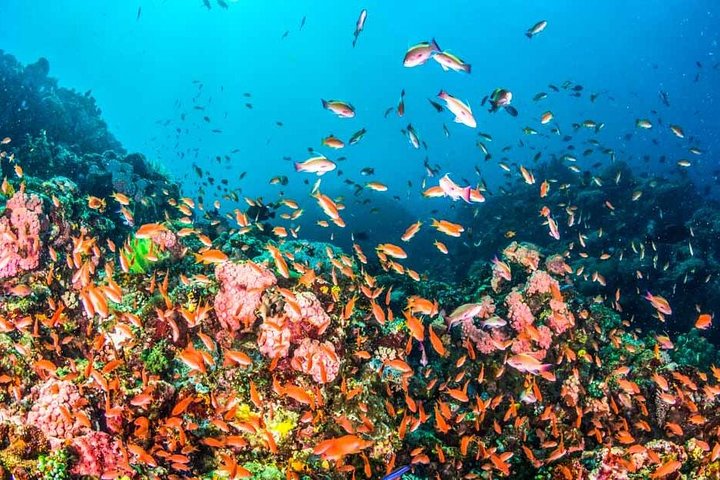 Red Sea Hurghada and Snorkeling Tour - Image 2