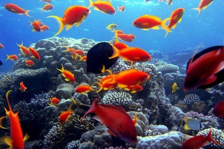 Red Sea Hurghada and Snorkeling Tour - Image 3