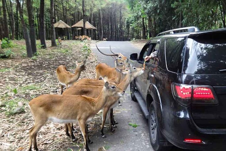 Taman Safari Private Tour and PutukTruno Waterfall - Image 3