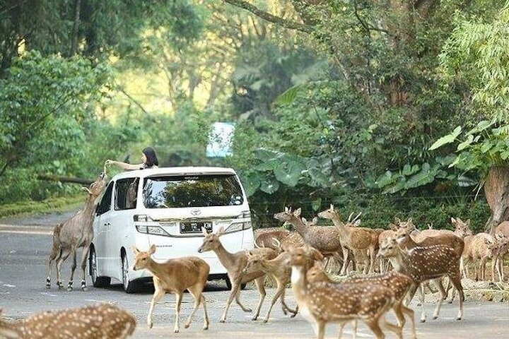 Taman Safari Private Tour and PutukTruno Waterfall - Image 4