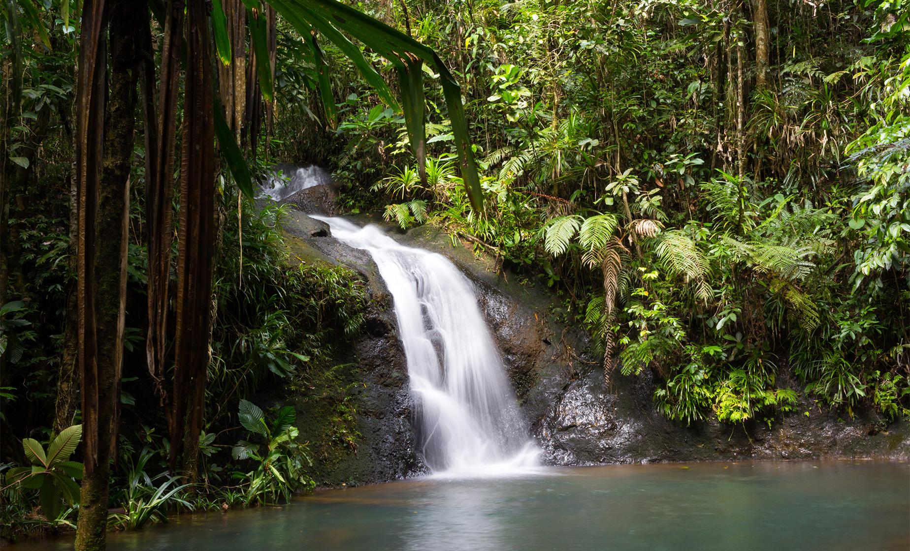 Jungle and Waterfall Trek - Image 1