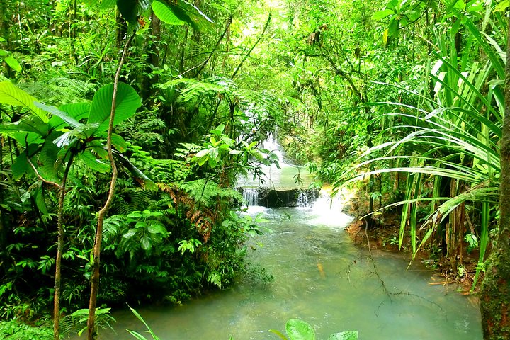 Private Suva Nature and Waterfall Tour - Image 4