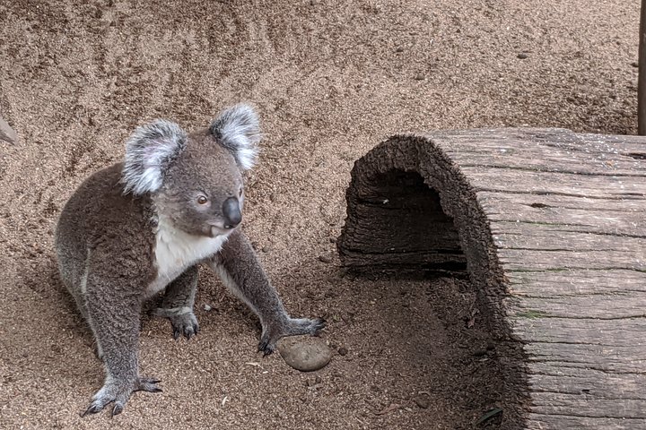 Australian Wildlife and Waterfalls Private Tour with 'Personalised Sydney Tours' - Image 3