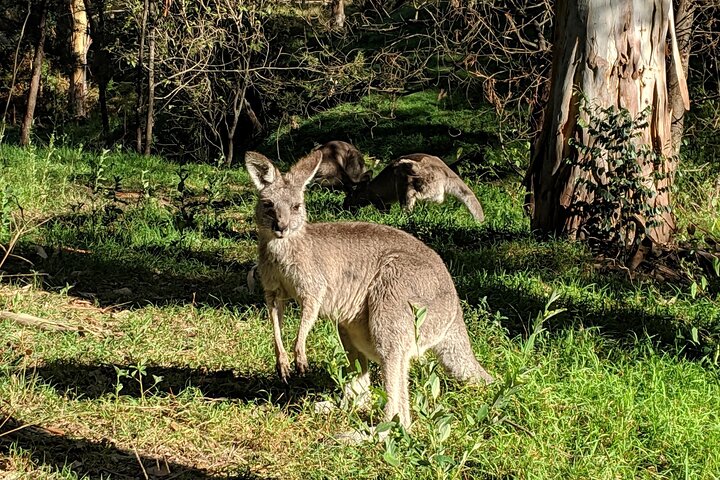 Australian Wildlife and Waterfalls Private Tour with 'Personalised Sydney Tours' - Image 2