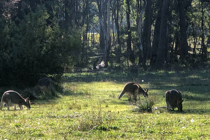 Blue Mountains Day Adventure, Featherdale Wildlife & River Cruise - Image 1