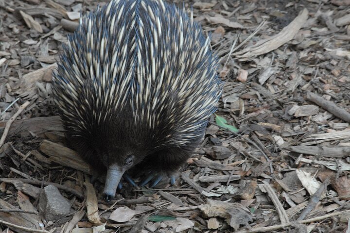 Blue Mountains Highlights & Featherdale Wildlife Park - Image 3