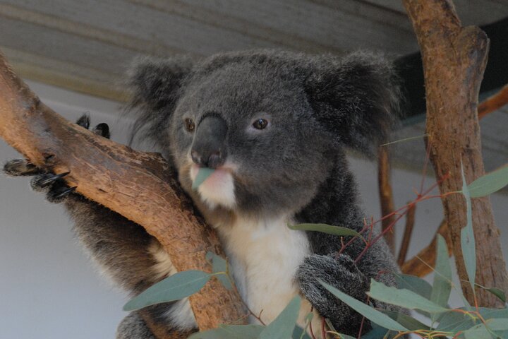 Blue Mountains Highlights & Featherdale Wildlife Park - Image 2