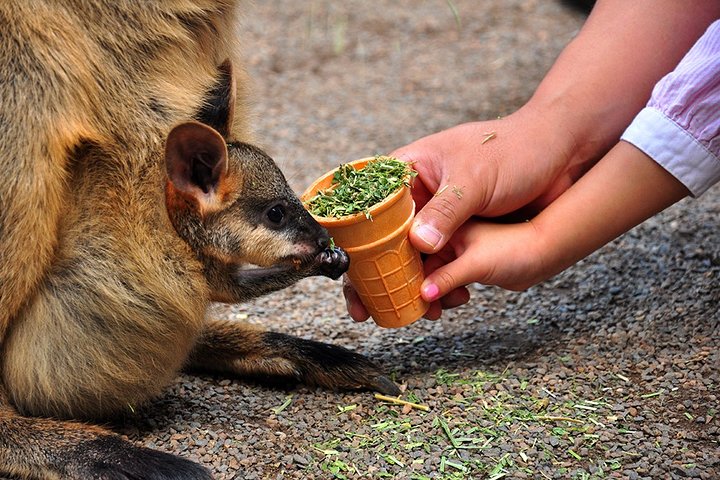 Blue Mountains Highlights & Wildlife Park  - Image 2