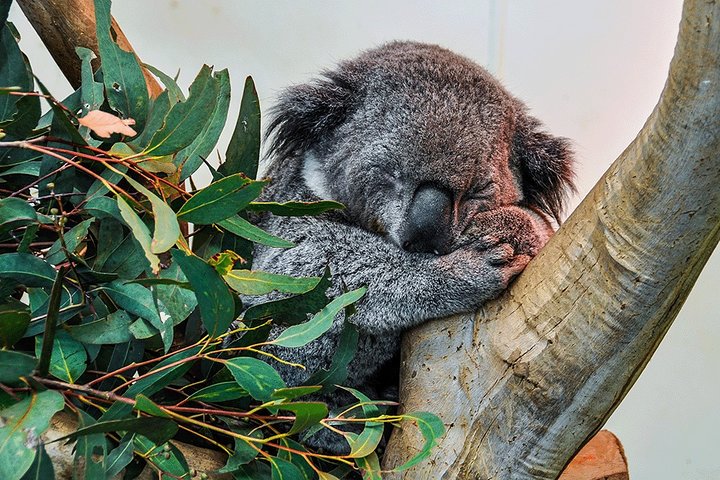 Blue Mountains Highlights, Wildlife Park and Scenic World Full Day Private Tour  - Image 3