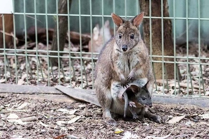 Blue Mountains Private Tours from Sydney & see Koalas & Kangaroos - Image 1