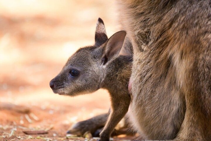 Blue Mountains Private Tours from Sydney & see Koalas & Kangaroos - Image 3