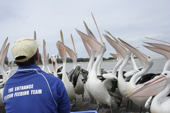 Central Coast Private Tour From Sydney, with Australian Reptile Park Option - Image 5