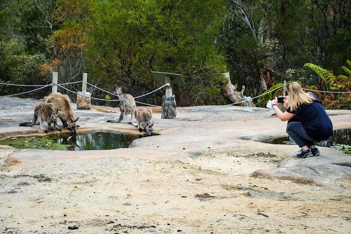 Day Trip from Sydney | Wines, Wildlife and Rock Engravings in a day  - Image 1