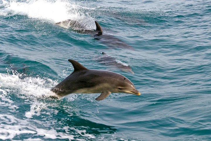 Dolphin Watching Sydney Tours | Port Stephens Private Tour - Image 1