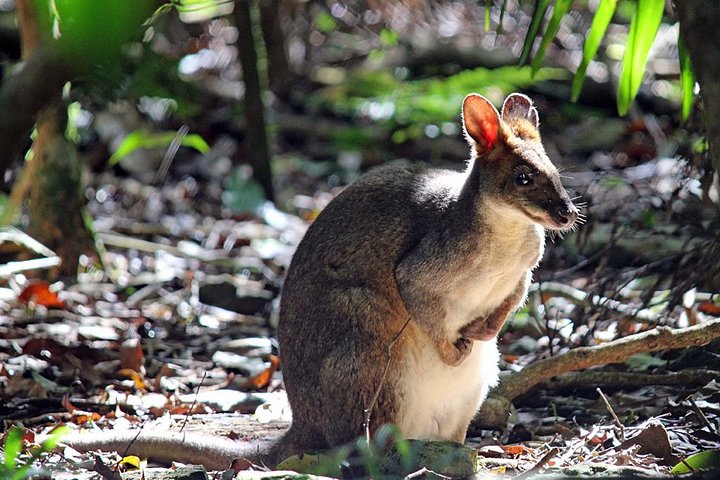 Fully Inclusive Blue Mountains Private Tour inc Scenic World & Featherdale Entry - Image 2