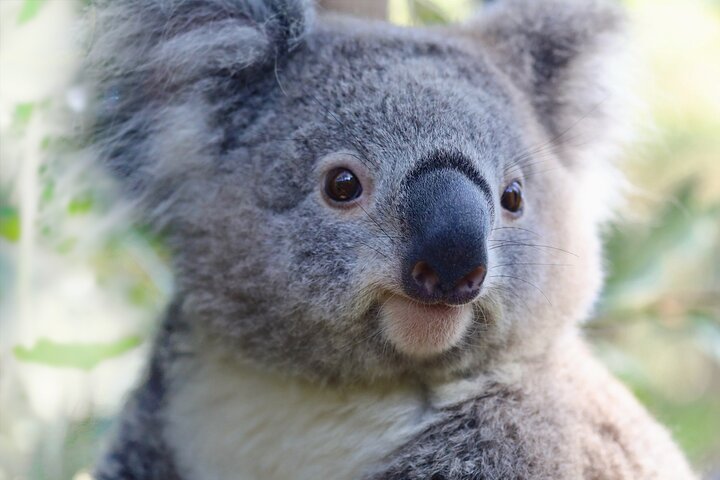 Horse Riding, Koalas & Kangaroos - Wild Australia: Private Tour - Image 2