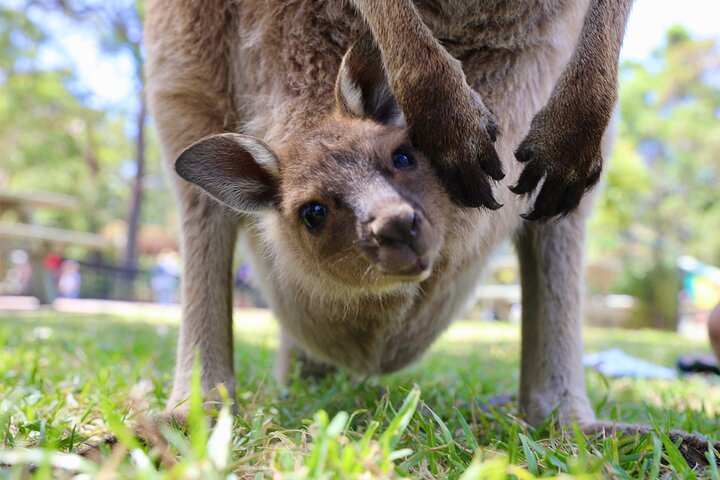 Horse Riding, Koalas & Kangaroos - Wild Australia: Private Tour - Image 3