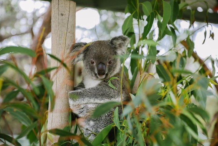 Kangaroo Encounter & Aboriginal Rock Arts Half-Day Trip from Sydney - Image 1